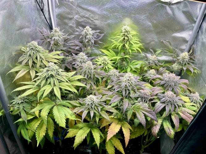 phenohunt26 /living soil. Week 13