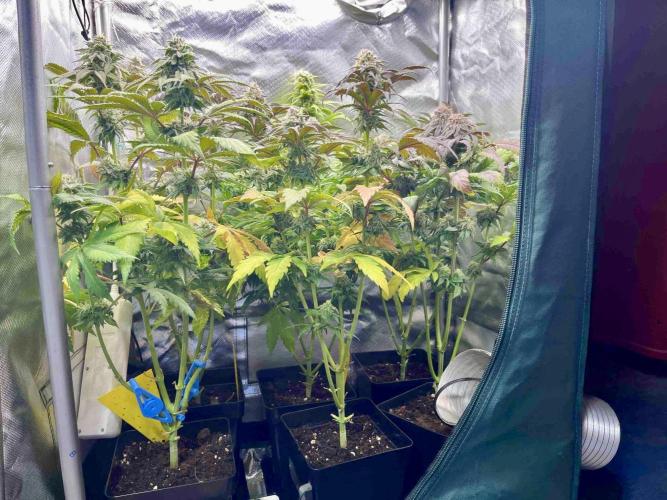phenohunt26 /living soil. Week 13
