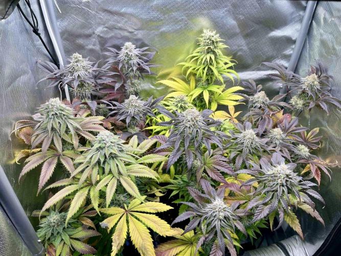 phenohunt26 /living soil. Week 14