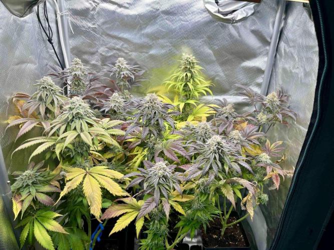 phenohunt26 /living soil. Week 14