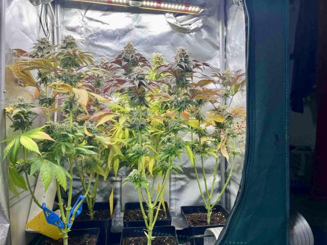 phenohunt26 /living soil. Week 14