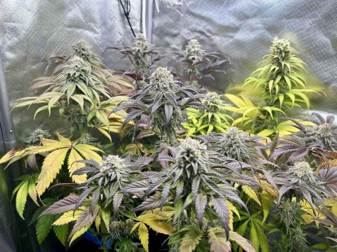 phenohunt26 /living soil. Week 14