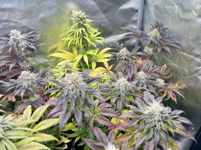 phenohunt26 /living soil. Week 14