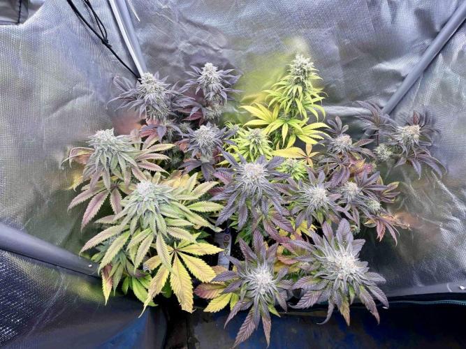 phenohunt26 /living soil. Week 14