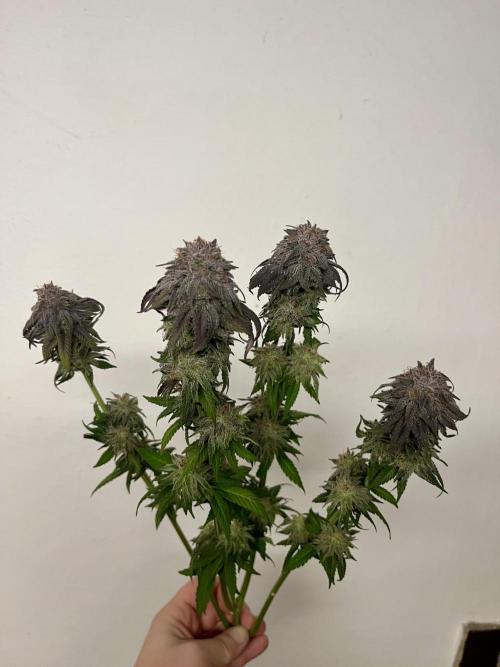 phenohunt26 /living soil. Week 14
