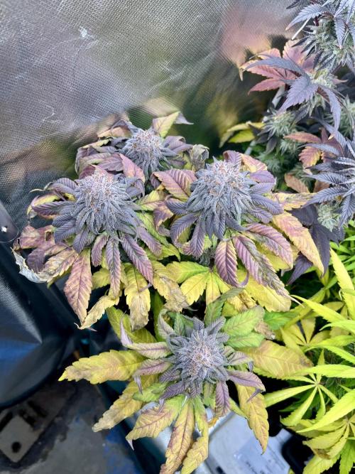 phenohunt26 /living soil. Week 14