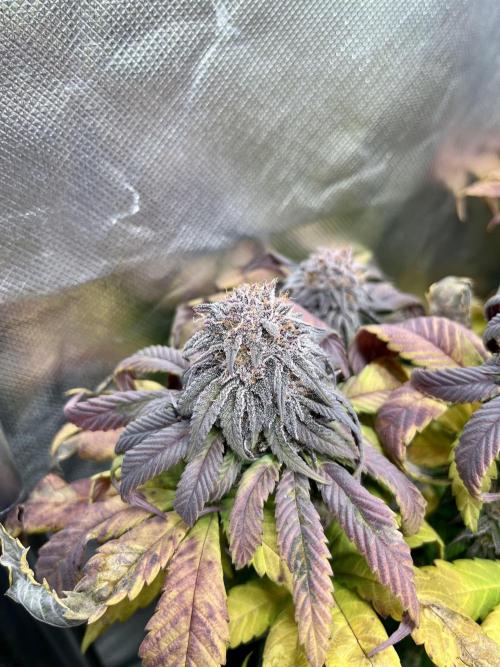 phenohunt26 /living soil. Week 14