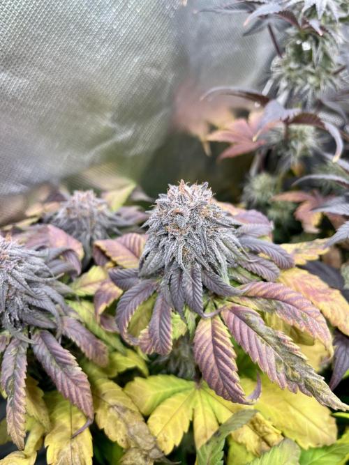 phenohunt26 /living soil. Week 14