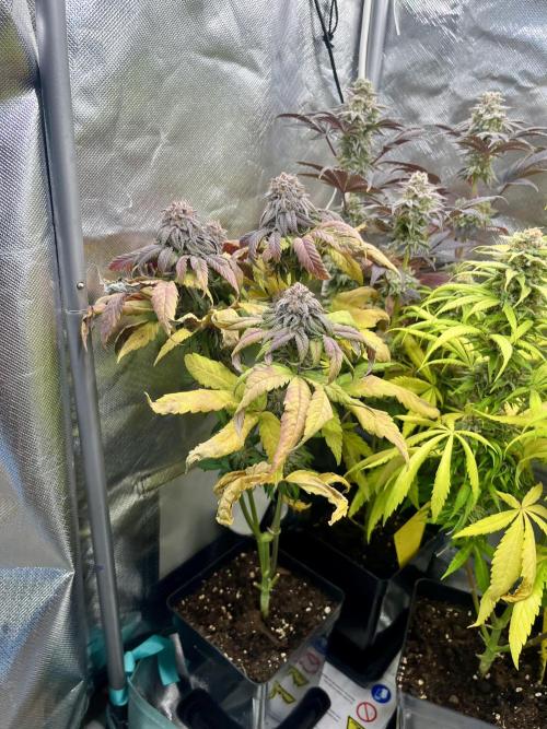 phenohunt26 /living soil. Week 14