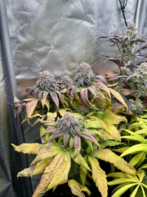 phenohunt26 /living soil. Week 14