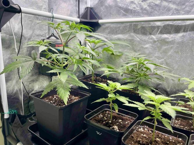 sangria & tropic triploid. Week 6