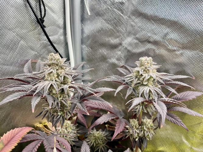 phenohunt26 /living soil. Week 15 - Grape Diamonds #17 x Grandpa's Cookies #6