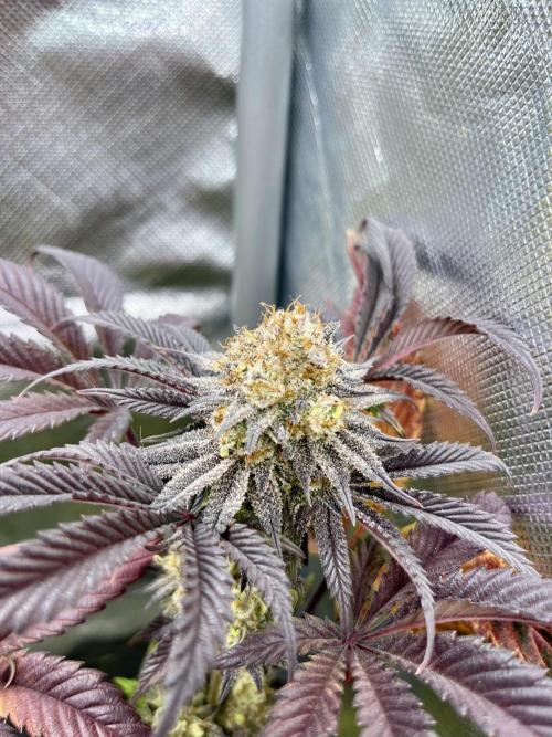 phenohunt26 /living soil. Week 15 - XXX x Grandpa's Cookies #6