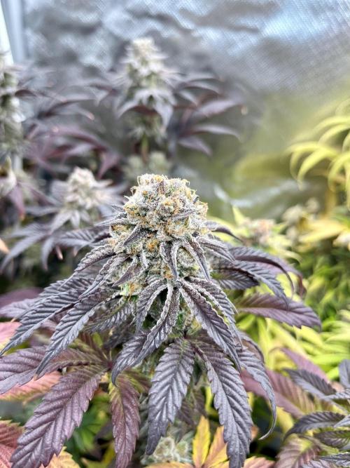 phenohunt26 /living soil. Week 15