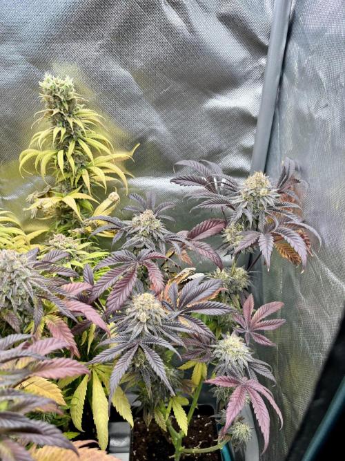 phenohunt26 /living soil. Week 15
