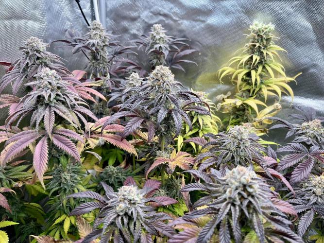 phenohunt26 /living soil. Week 15