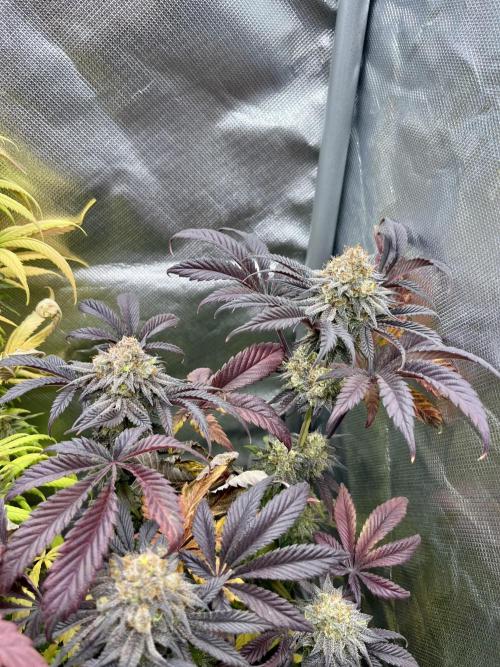 phenohunt26 /living soil. Week 15 - XXX x Grandpa's Cookies #6
