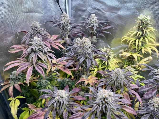 phenohunt26 /living soil. Week 15