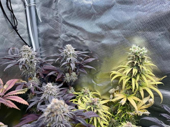 phenohunt26 /living soil. Week 15