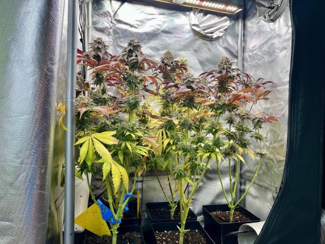 phenohunt26 /living soil. Week 15
