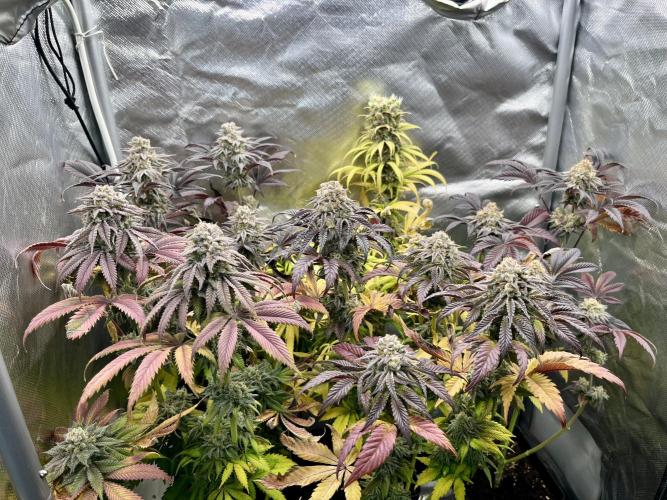 phenohunt26 /living soil. Week 15