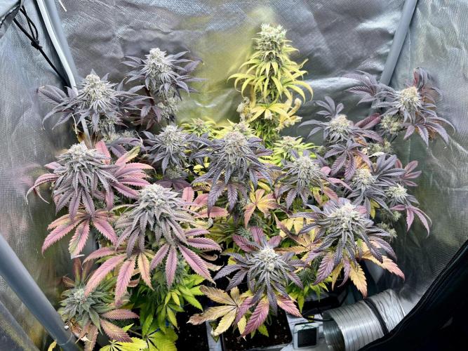 phenohunt26 /living soil. Week 15