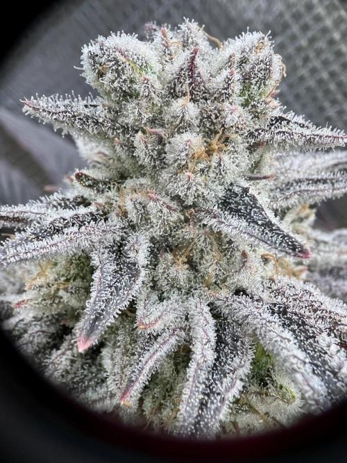 phenohunt26 /living soil. Week 15 - Grape Diamonds #17 x Grandpa's Cookies #6