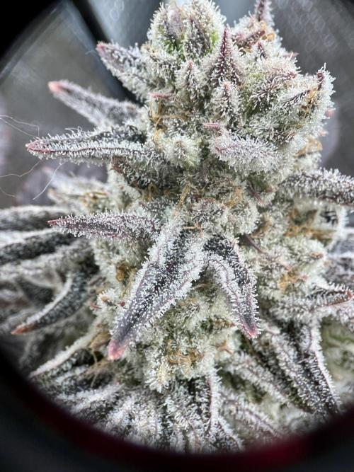 phenohunt26 /living soil. Week 15 - Grape Diamonds #17 x Grandpa's Cookies #6