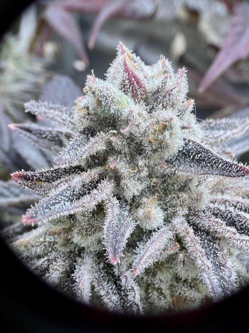 phenohunt26 /living soil. Week 15 - Grape Diamonds #17 x Grandpa's Cookies #6