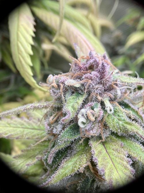 phenohunt26 /living soil. Week 15 - Shiva Skunk Fem
