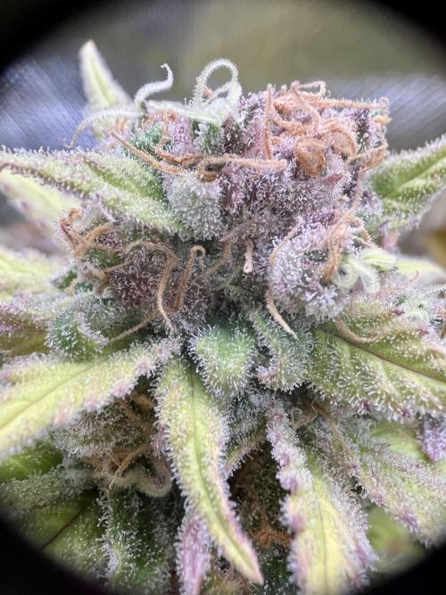 phenohunt26 /living soil. Week 15 - Shiva Skunk Fem