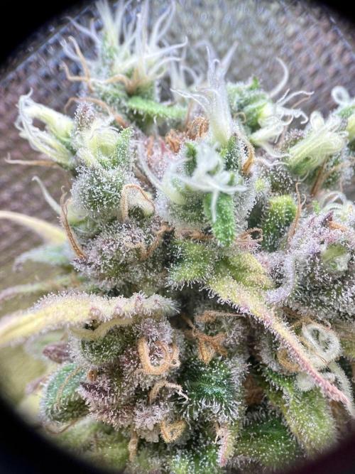 phenohunt26 /living soil. Week 15 - Shiva Skunk Fem