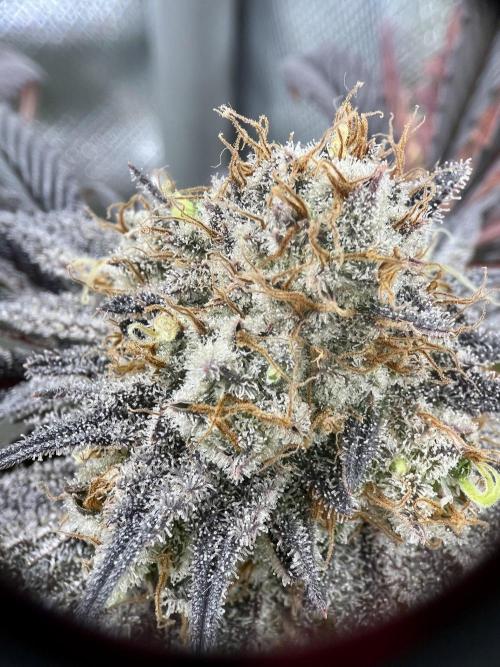 phenohunt26 /living soil. Week 15 - XXX x Grandpa's Cookies #6