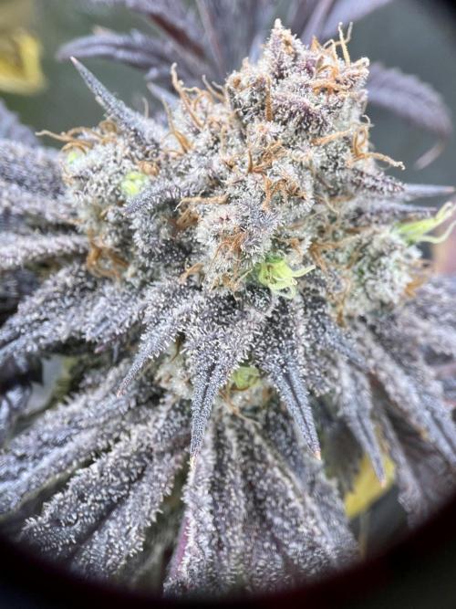 phenohunt26 /living soil. Week 15 - XXX x Grandpa's Cookies #6