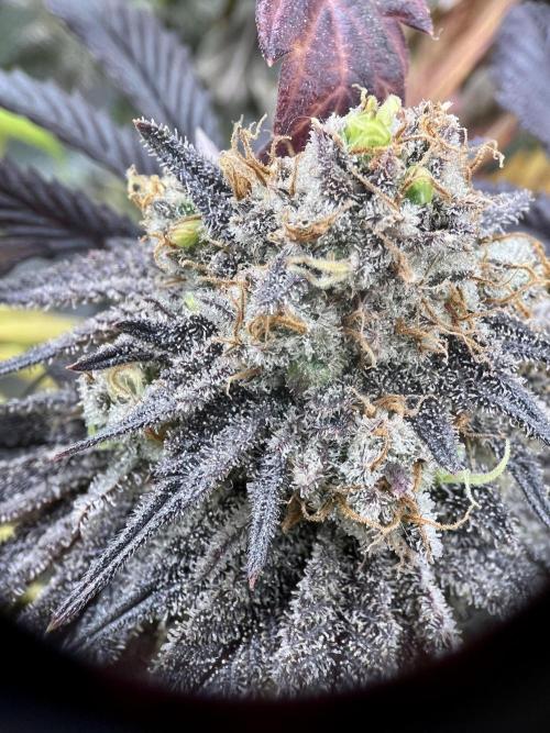 phenohunt26 /living soil. Week 15 - XXX x Grandpa's Cookies #6