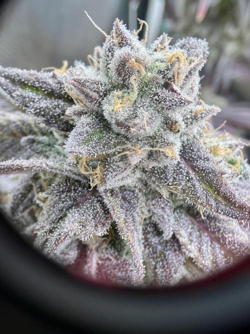 phenohunt26 /living soil. Week 15 - Dirty Banana GEN1