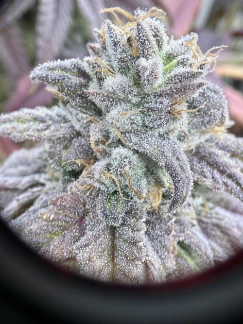 phenohunt26 /living soil. Week 15 - Dirty Banana GEN1