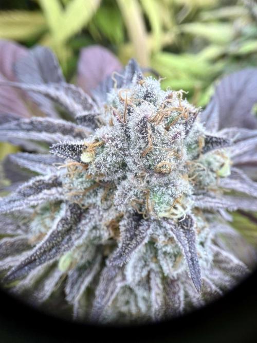 phenohunt26 /living soil. Week 15 - Pink Runtz (clone) x Grandpa's Cookies #6