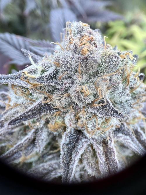 phenohunt26 /living soil. Week 15 - Pink Runtz (clone) x Grandpa's Cookies #6