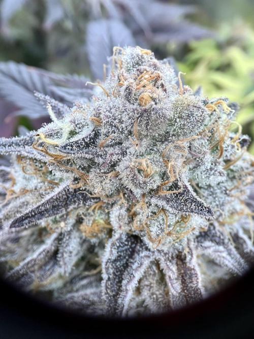 phenohunt26 /living soil. Week 15 - Pink Runtz (clone) x Grandpa's Cookies #6