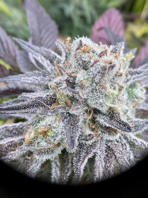 phenohunt26 /living soil. Week 15 - Pink Runtz (clone) x Grandpa's Cookies #6