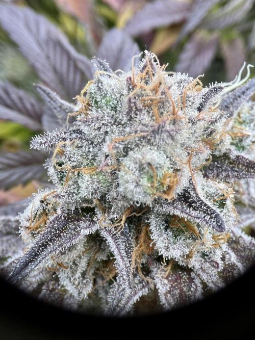 phenohunt26 /living soil. Week 15 - Pink Runtz (clone) x Grandpa's Cookies #6