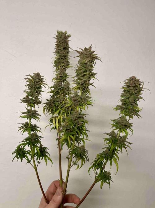 phenohunt26 /living soil. Week 15