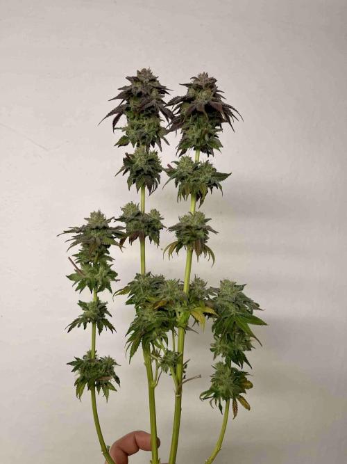 phenohunt26 /living soil. Week 15