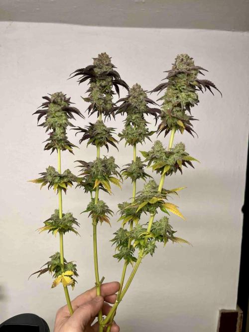 phenohunt26 /living soil. Week 15
