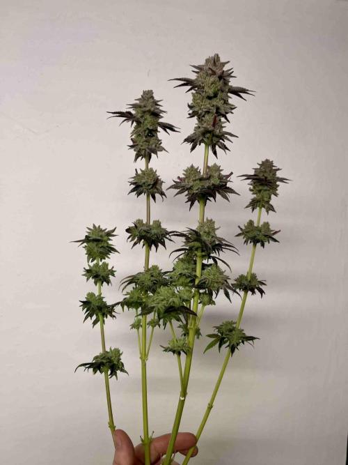 phenohunt26 /living soil. Week 15