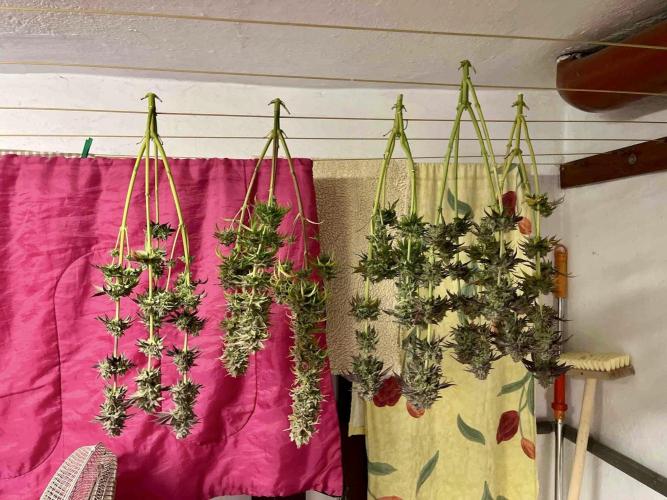 phenohunt26 /living soil. Week 15
