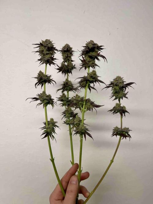phenohunt26 /living soil. Week 15