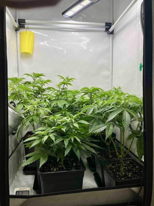 sangria & tropic triploid. Week 7