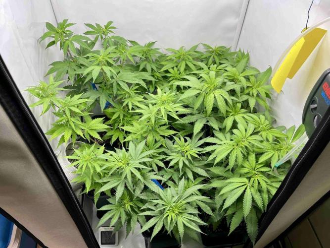 sangria & tropic triploid. Week 8